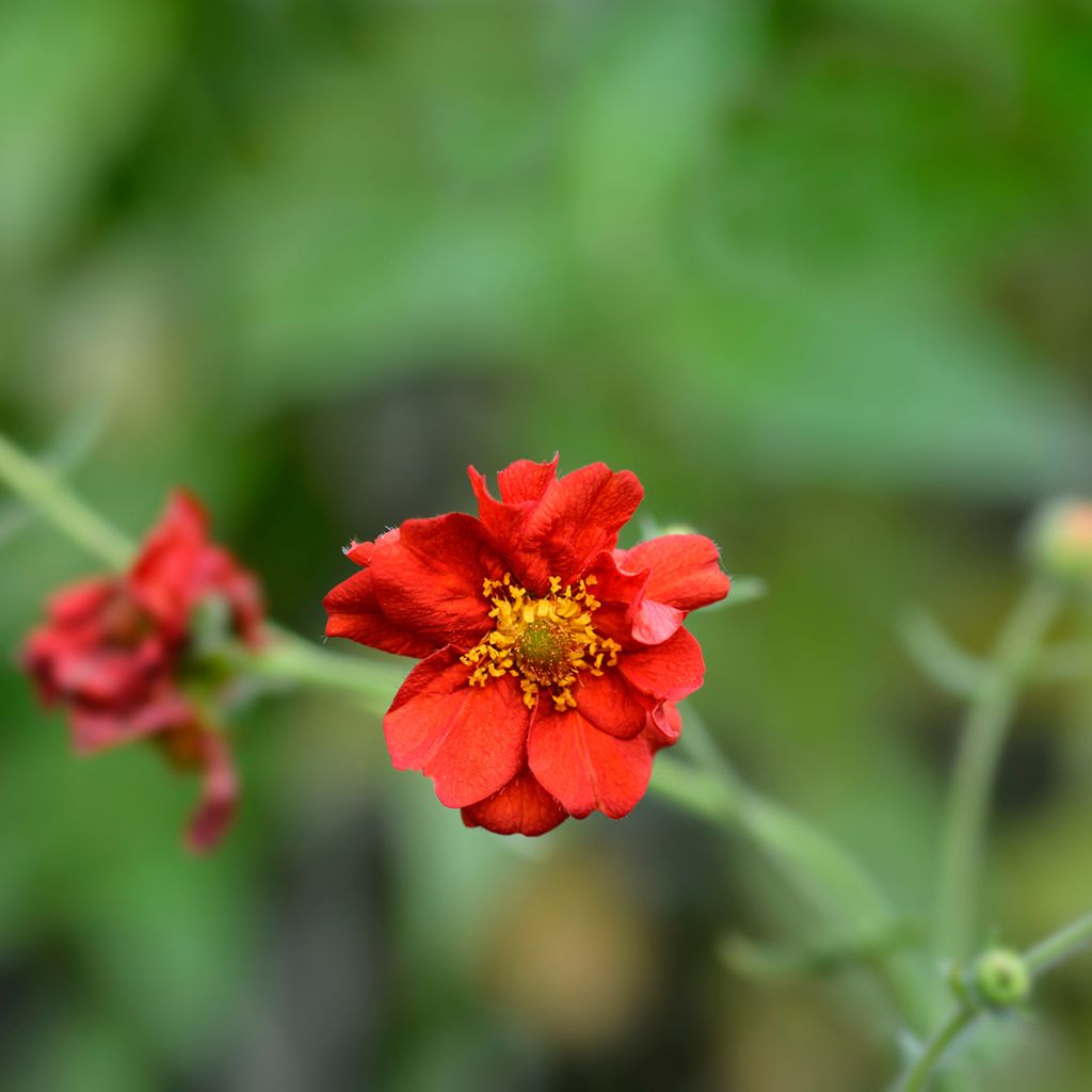 Geum chiloense Mrs Bradshaw - Chilenische Nelkenwurz