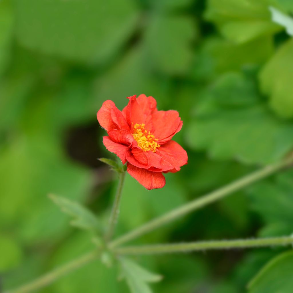 Geum chiloense Mrs Bradshaw - Chilenische Nelkenwurz