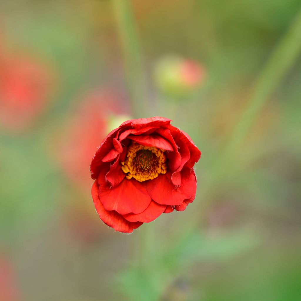 Geum chiloense Mrs Bradshaw - Chilenische Nelkenwurz