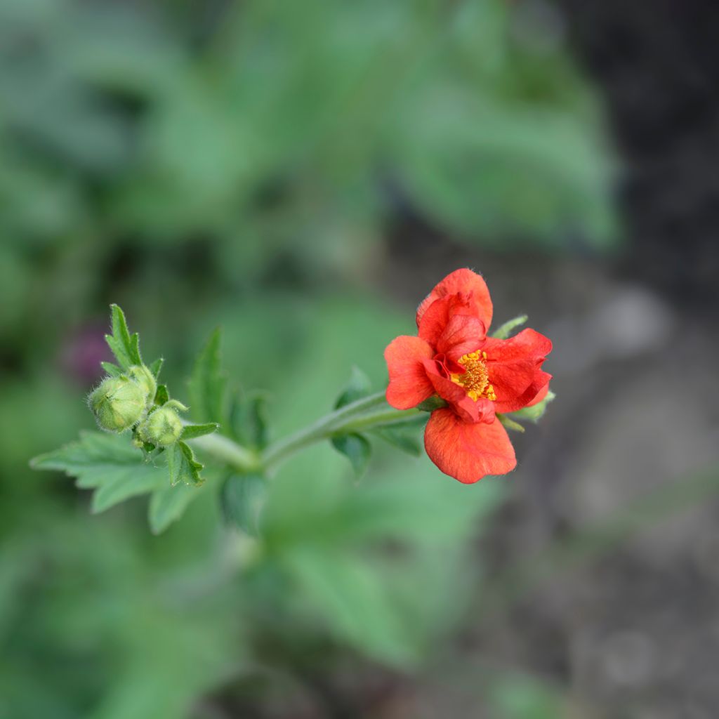 Geum chiloense Mrs Bradshaw - Chilenische Nelkenwurz