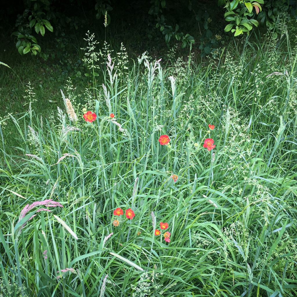 Geum chiloense Mrs Bradshaw - Chilenische Nelkenwurz