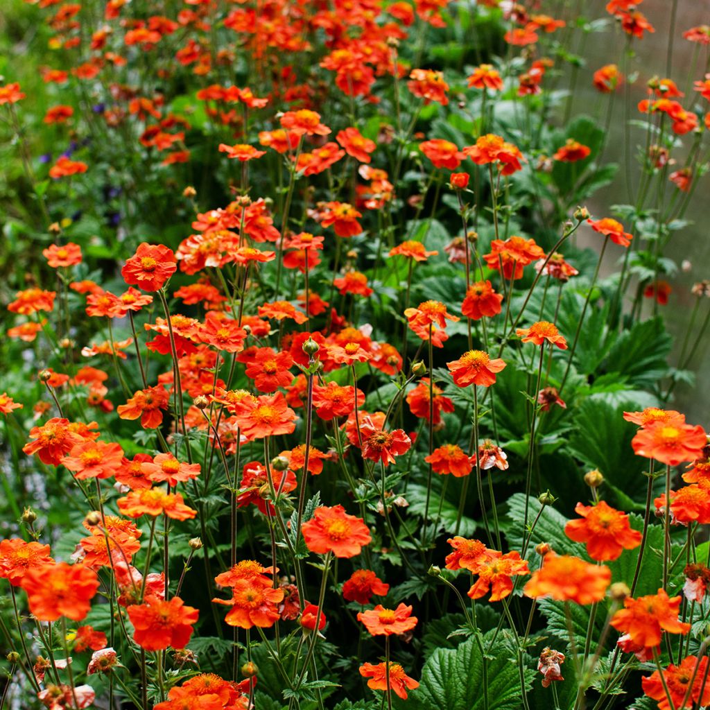 Geum coccineum Borisii - Scharlachrote Nelkenwurz