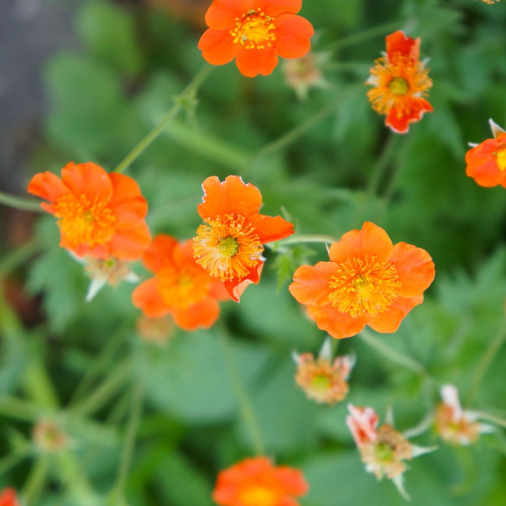 Geum coccineum Borisii - Scharlachrote Nelkenwurz