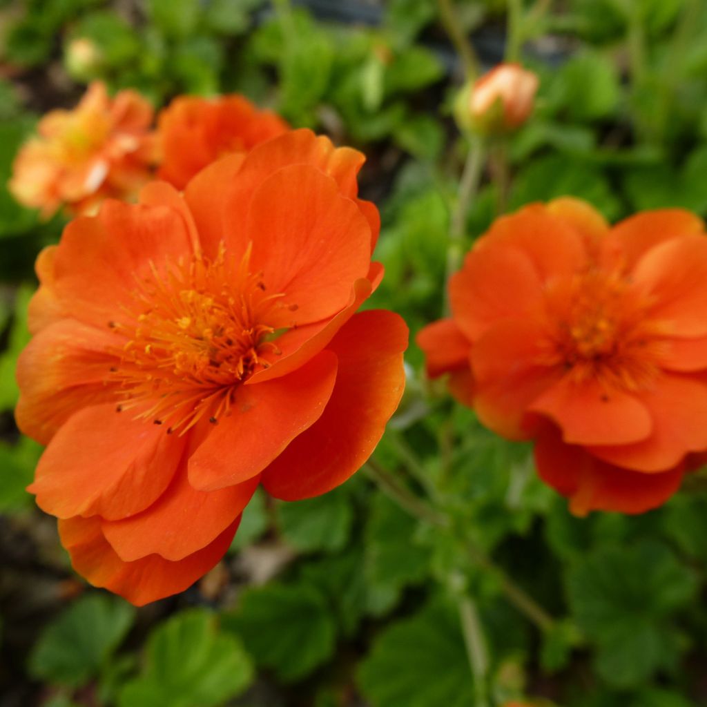 Geum coccineum Feuermeer - Scharlachrote Nelkenwurz