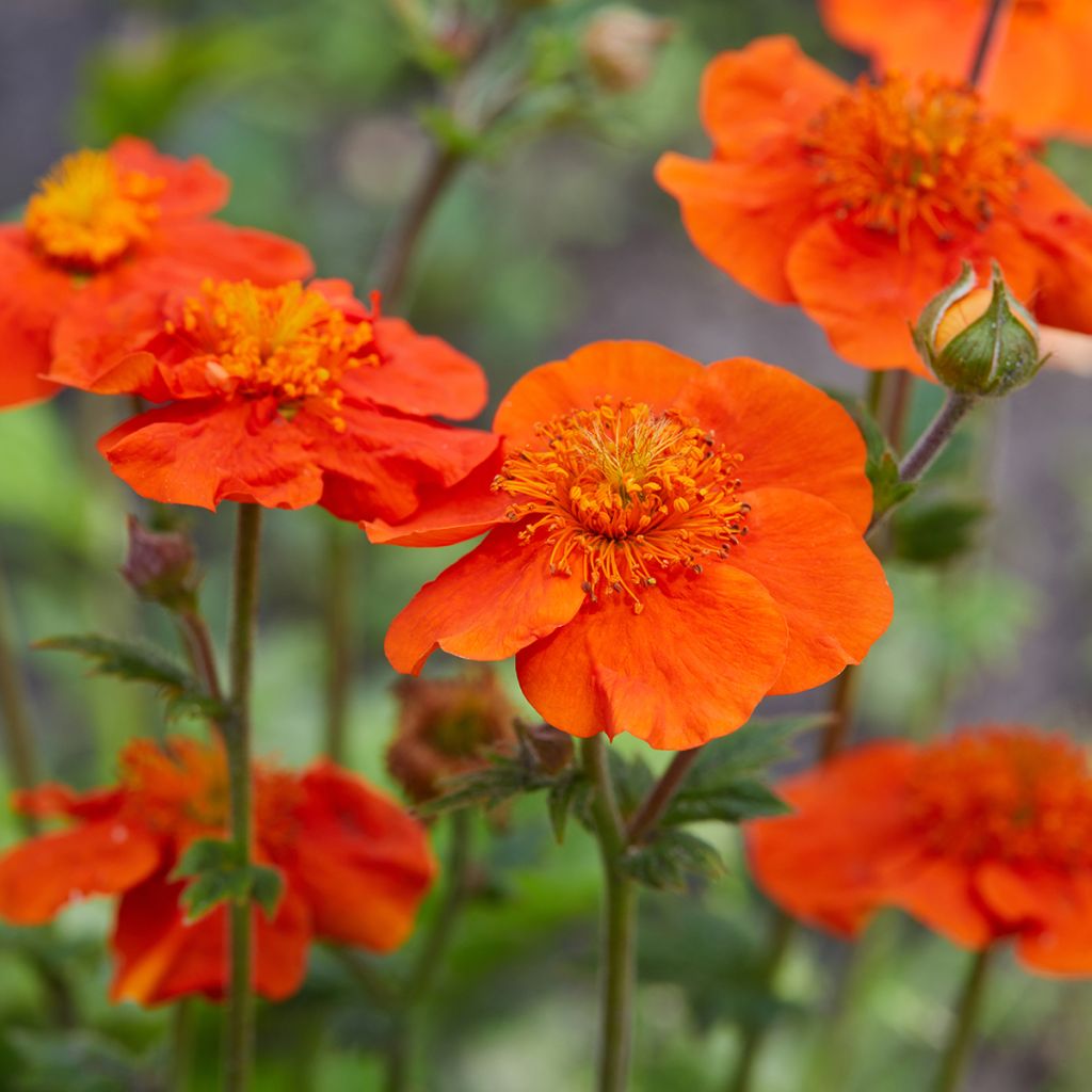 Geum coccineum Feuermeer - Scharlachrote Nelkenwurz