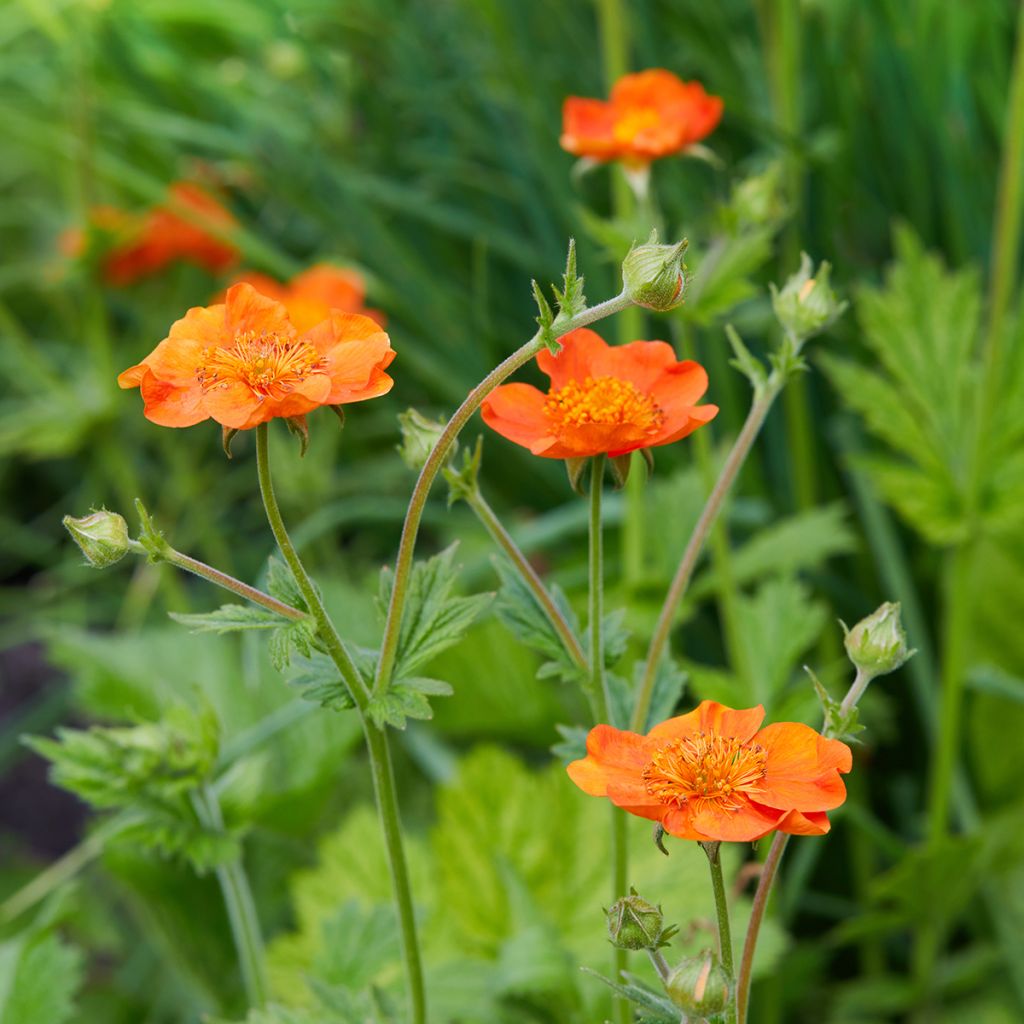 Geum coccineum Feuermeer - Scharlachrote Nelkenwurz