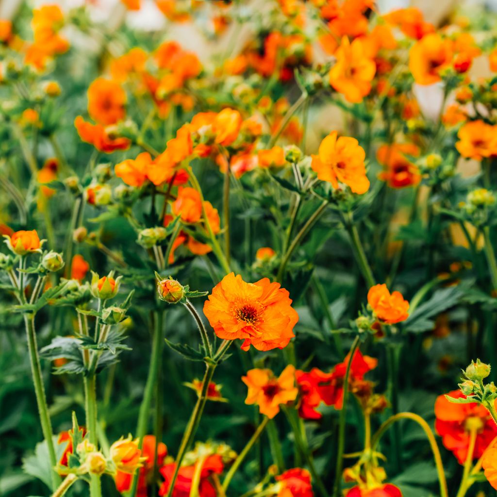 Geum coccineum Feuermeer - Scharlachrote Nelkenwurz