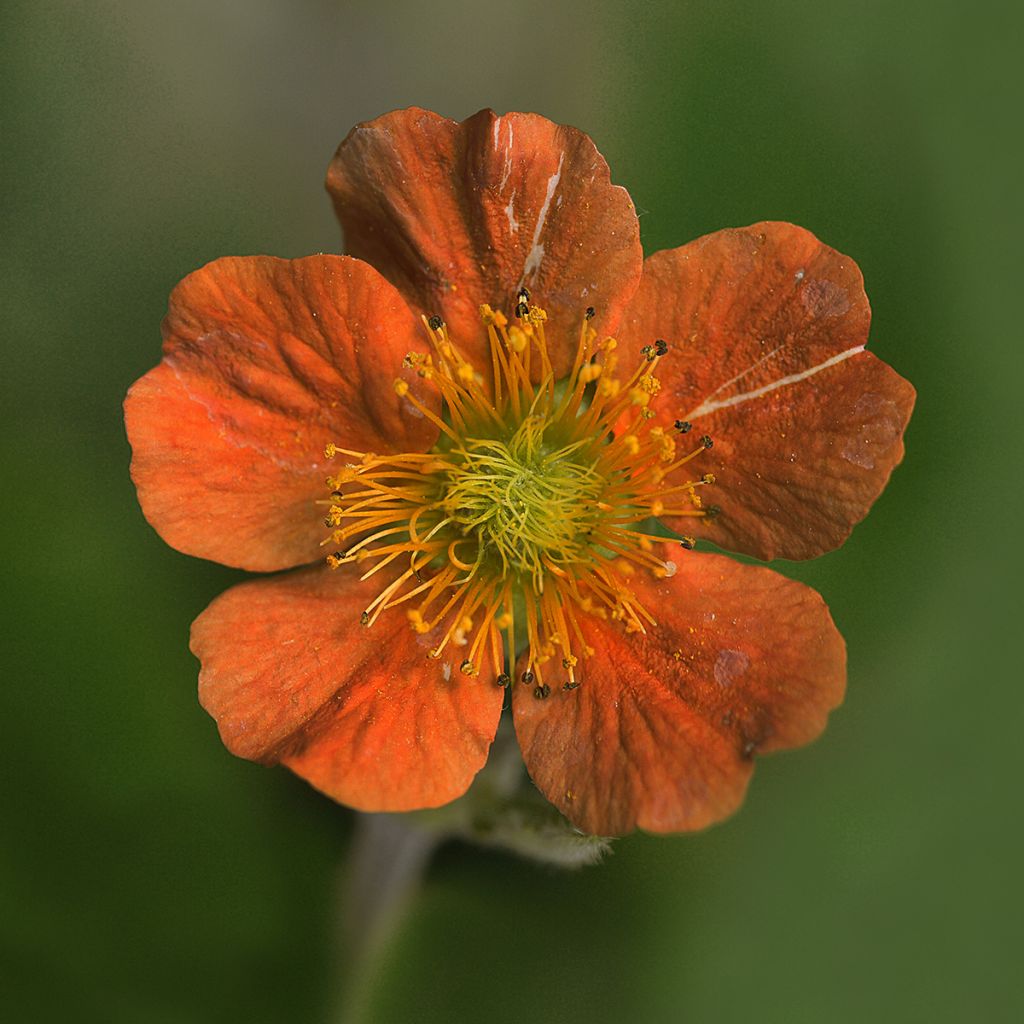 Geum coccineum Feuermeer - Scharlachrote Nelkenwurz