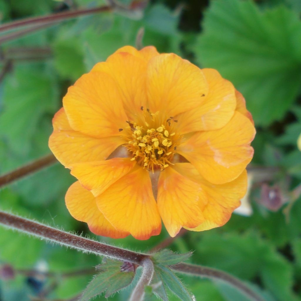 Geum coccineum Karlskaer - Scharlachrote Nelkenwurz