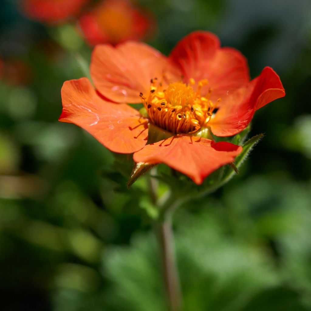 Geum coccineum Koi - Benoîte naine orange vif