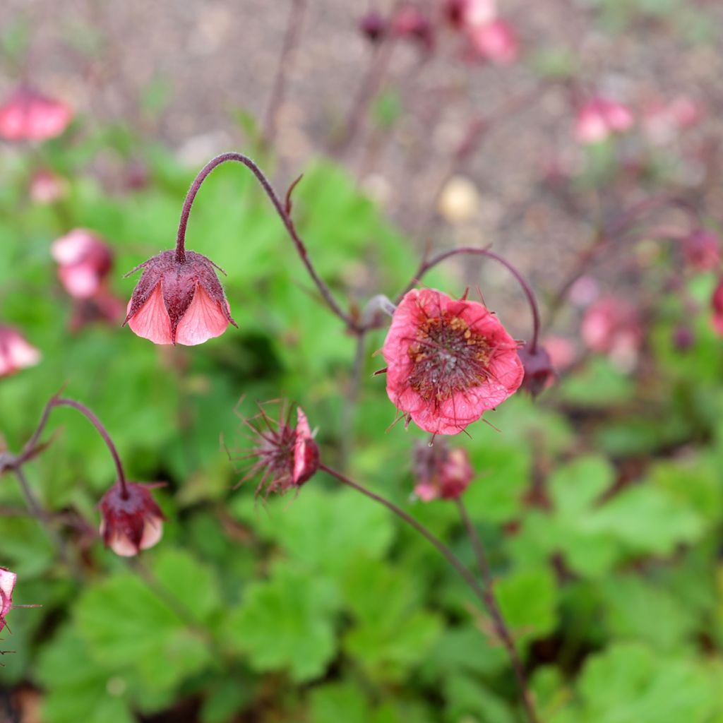 Geum rivale Leonard's Variety - Bach-Nelkenwurz