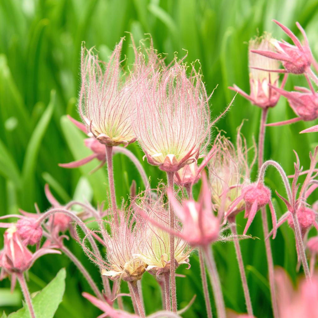 Geum triflorum - Dreiblütige Nelkenwurz