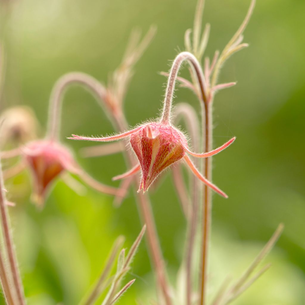 Geum triflorum - Dreiblütige Nelkenwurz