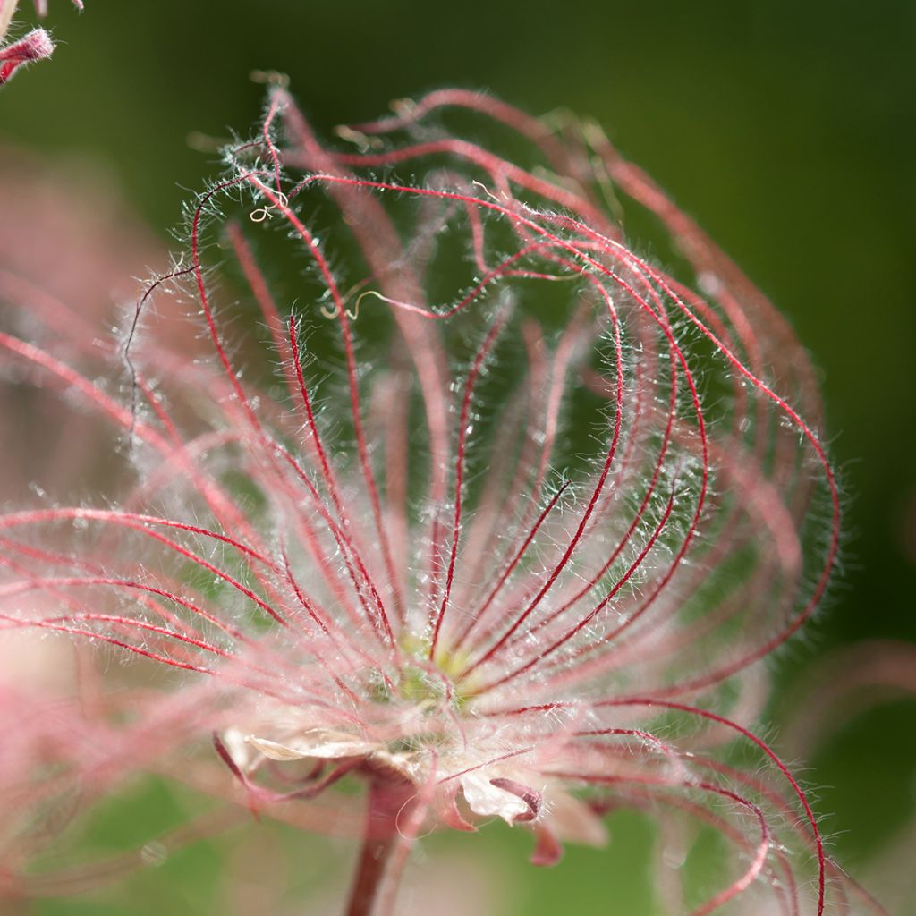 Geum triflorum - Dreiblütige Nelkenwurz