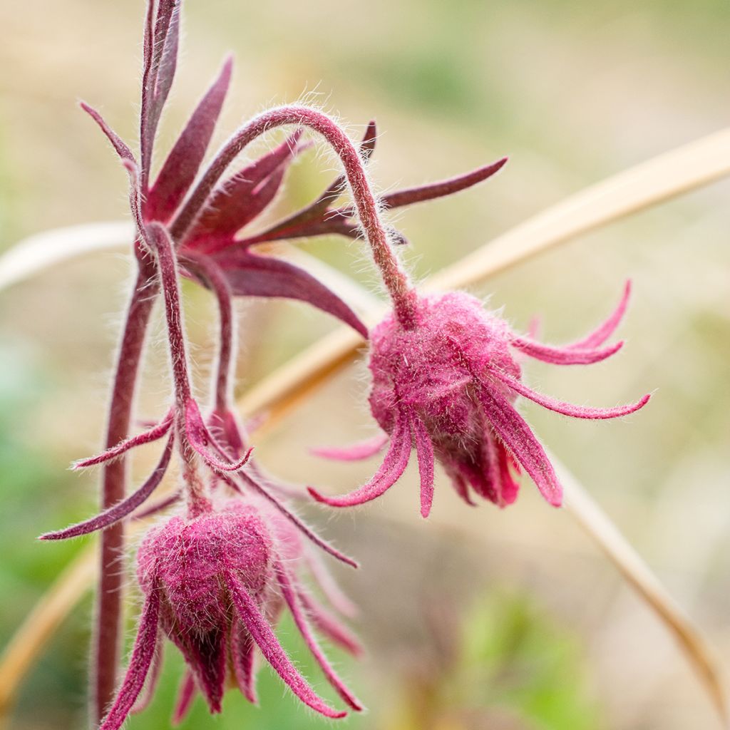 Geum triflorum - Dreiblütige Nelkenwurz