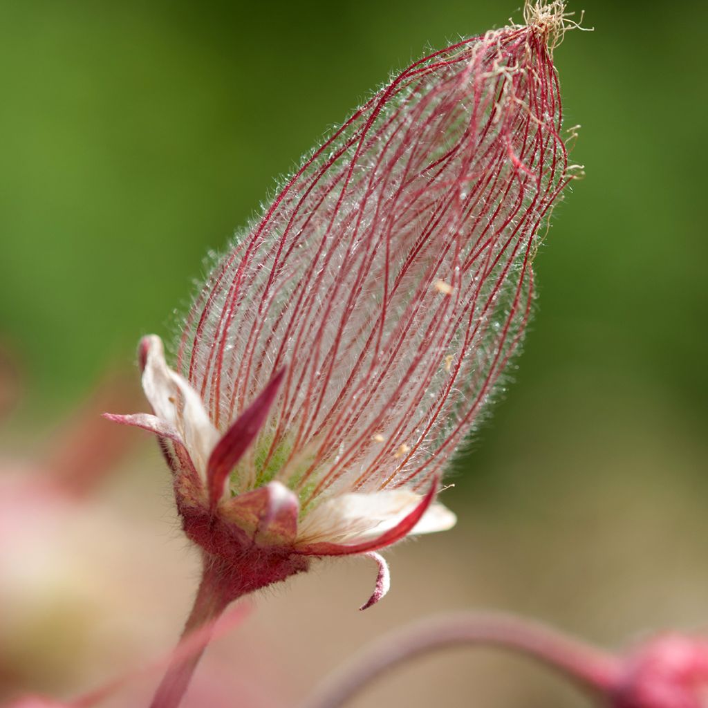 Geum triflorum - Dreiblütige Nelkenwurz