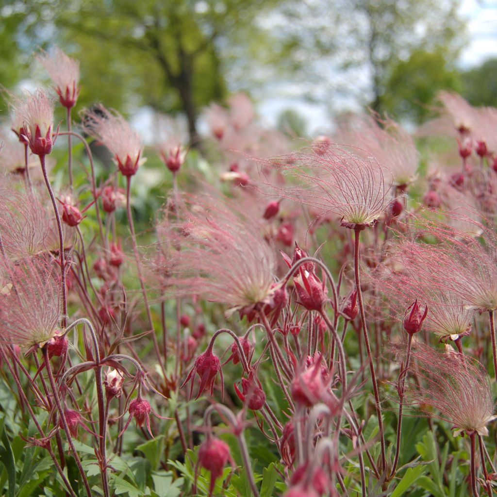 Geum triflorum - Dreiblütige Nelkenwurz