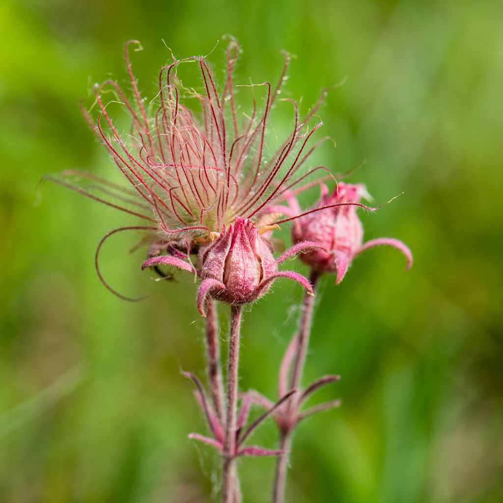 Geum triflorum - Dreiblütige Nelkenwurz