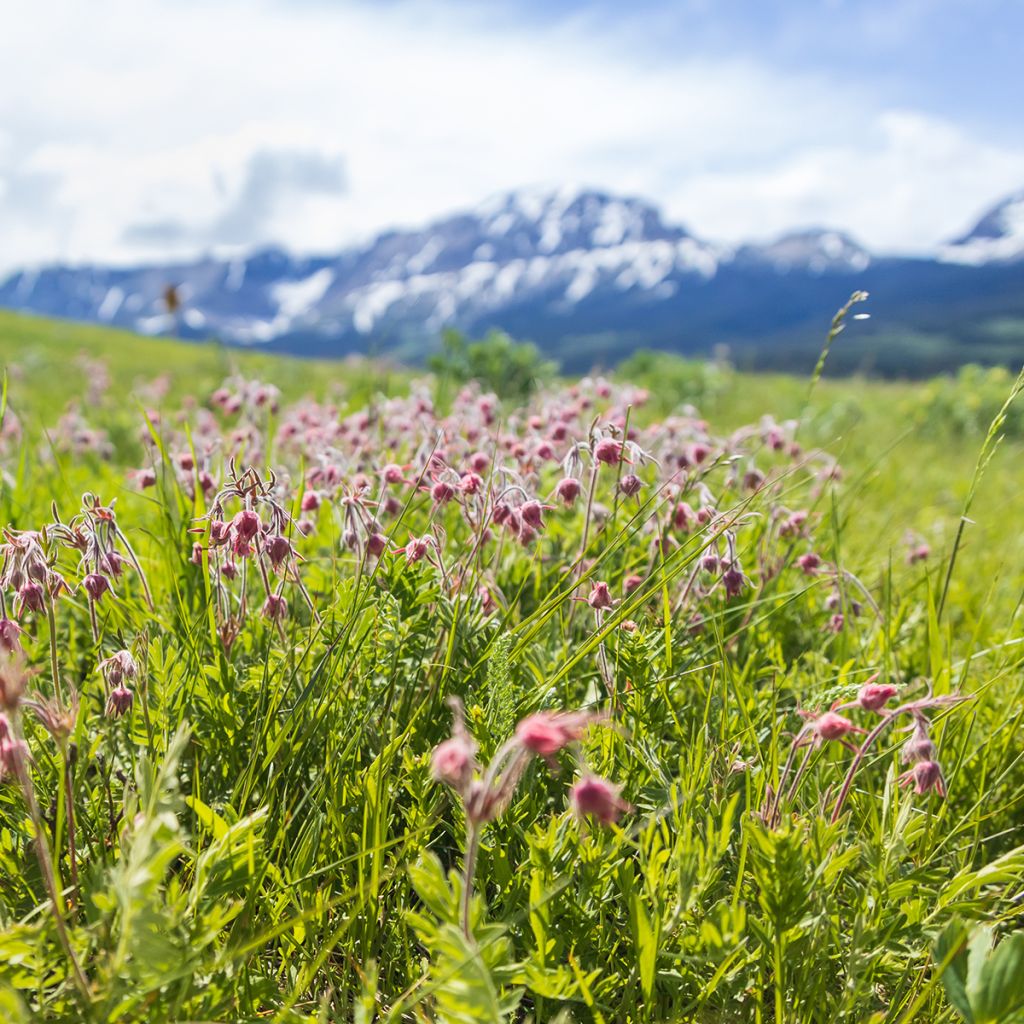 Geum triflorum - Dreiblütige Nelkenwurz