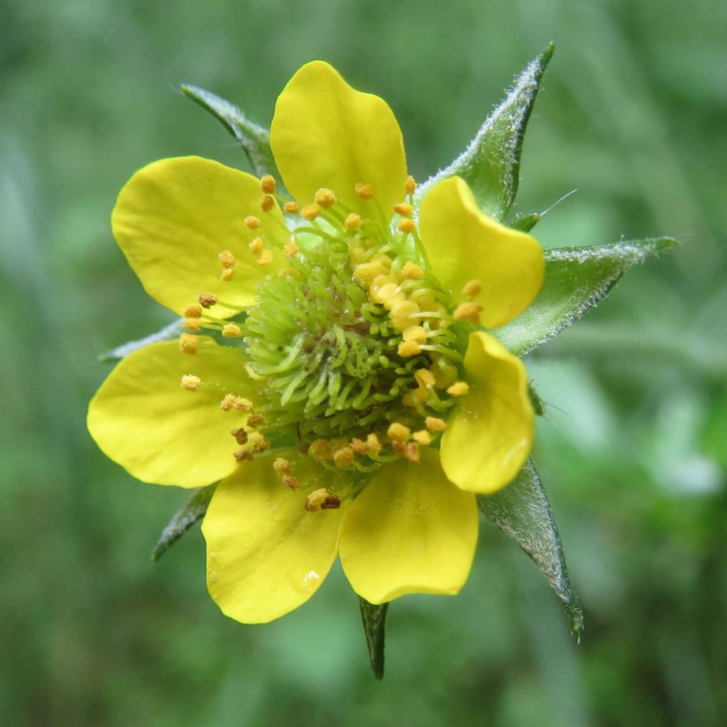 Geum urbanum - Benoîte commune.