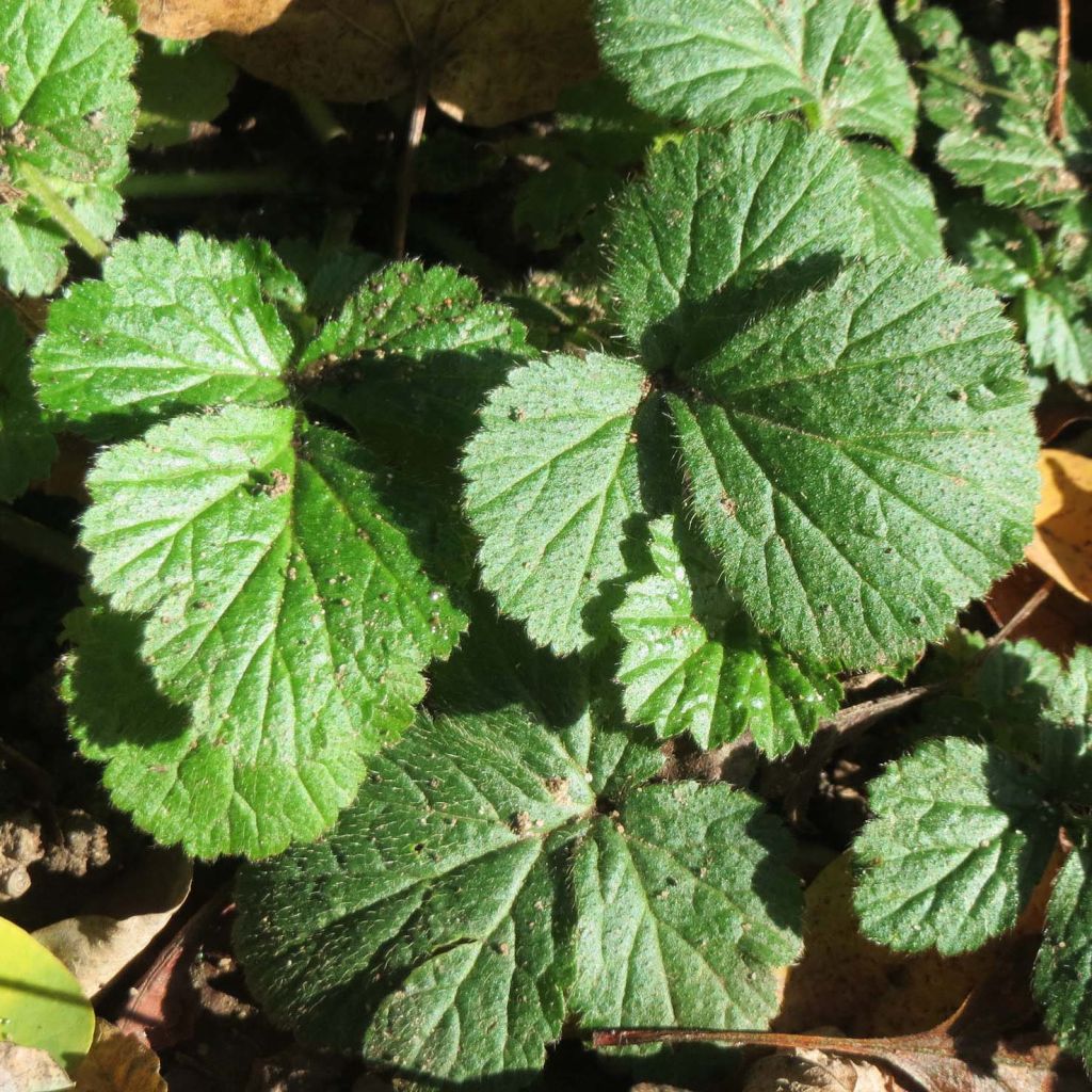 Geum urbanum - Benoîte commune.