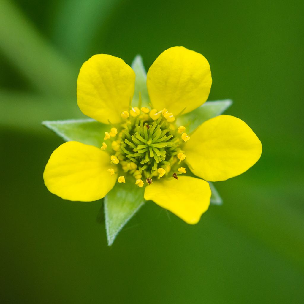 Geum urbanum - Echte Nelkenwurz