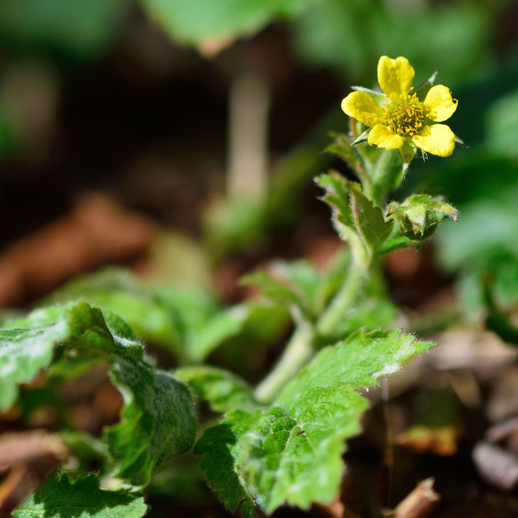 Geum urbanum - Echte Nelkenwurz