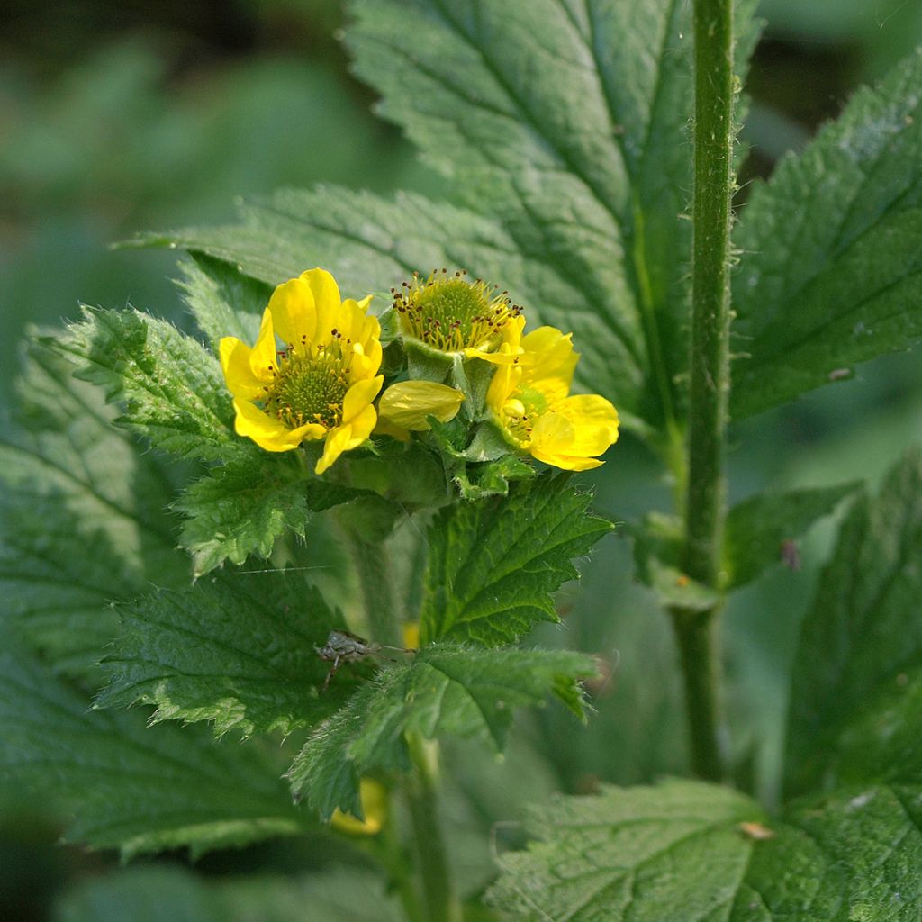 Geum urbanum - Echte Nelkenwurz