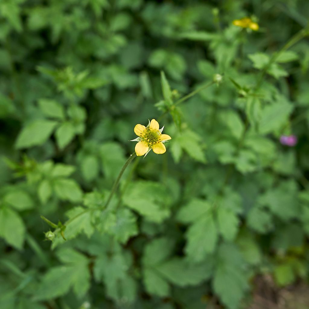 Geum urbanum - Echte Nelkenwurz