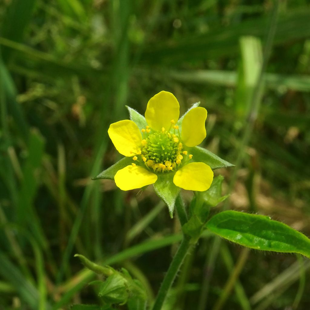 Geum urbanum - Echte Nelkenwurz