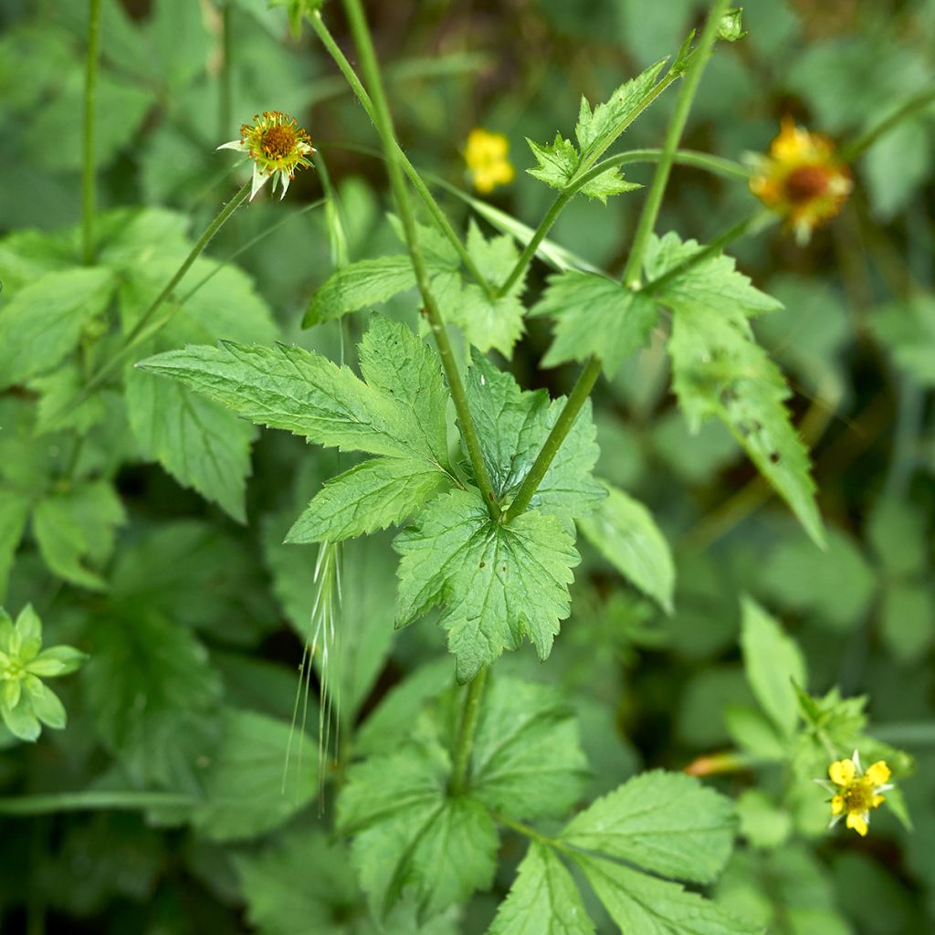 Geum urbanum - Echte Nelkenwurz