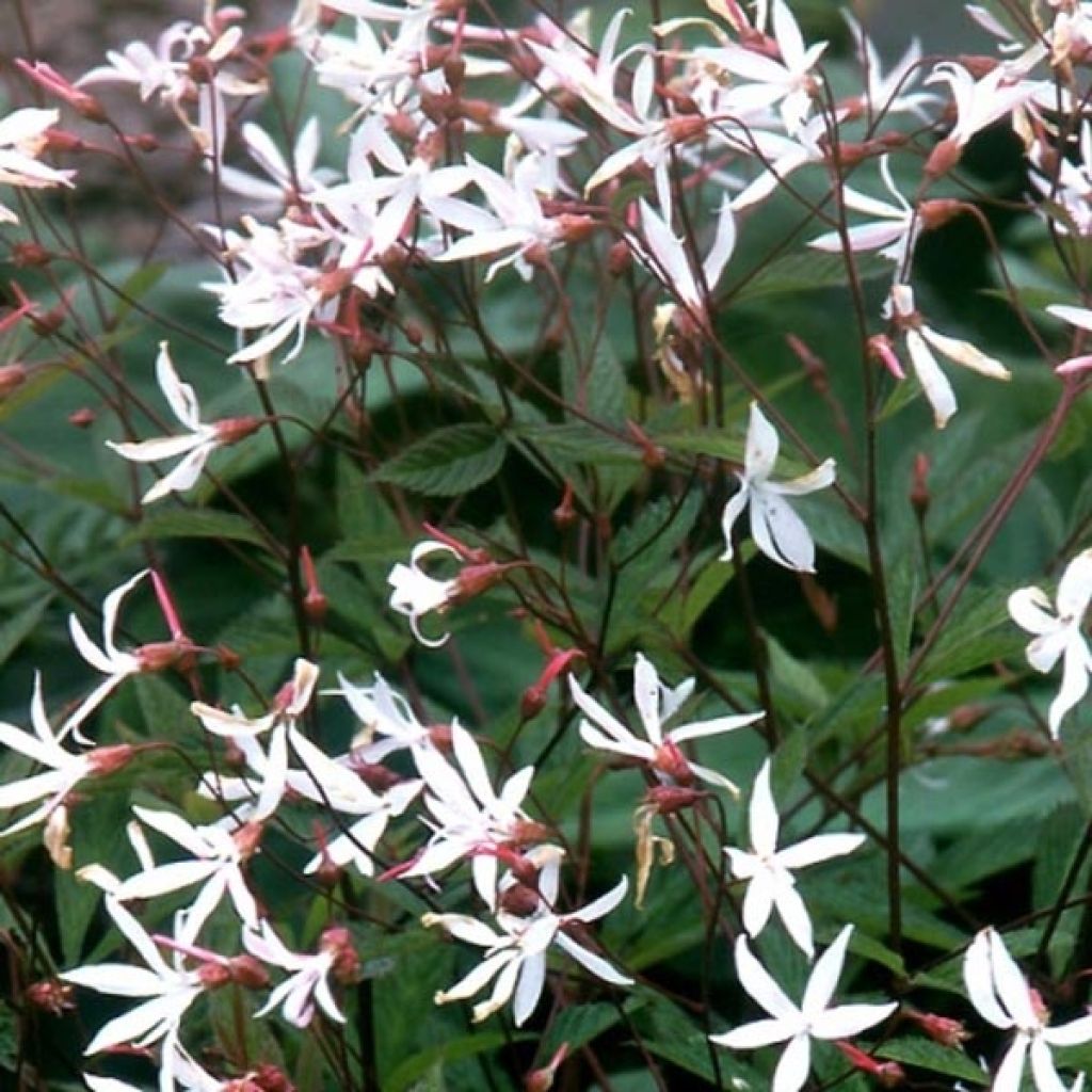 Gillenia trifoliata - Nördliche Dreiblattspiere