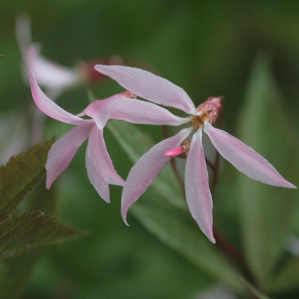 Gillenia trifoliata Pink Profusion - Nördliche Dreiblattspiere