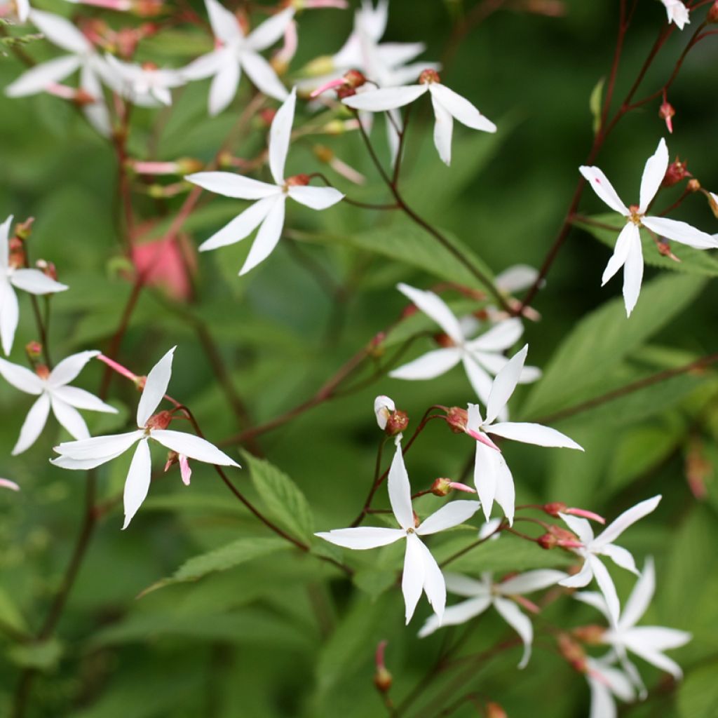 Gillenia trifoliata - Nördliche Dreiblattspiere