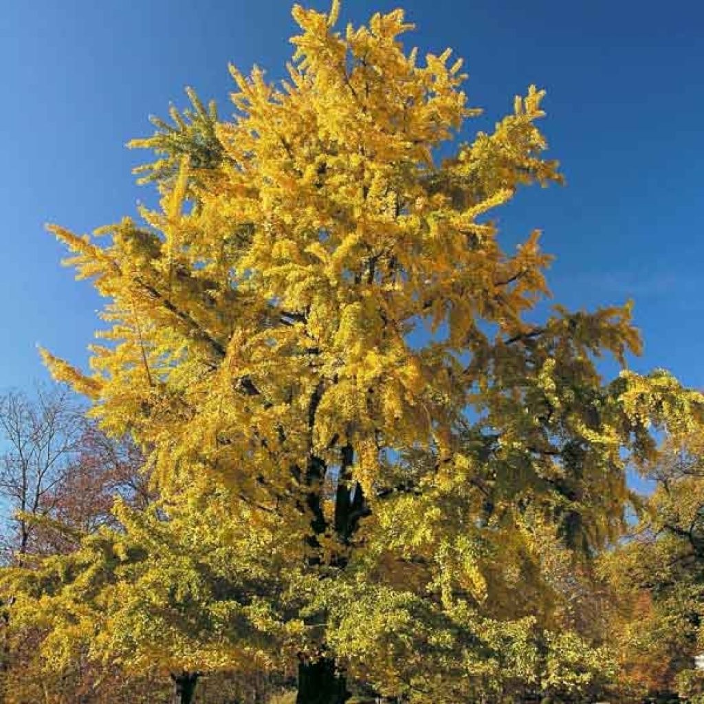 Ginkgo biloba - Fächerblattbaum