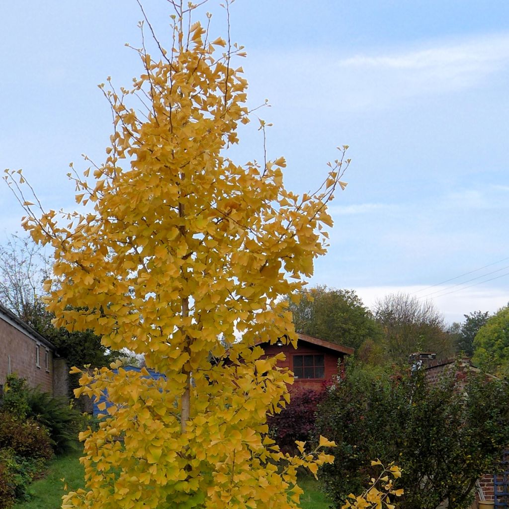 Ginkgo biloba fastigiata Gold Flame - Fächerblattbaum