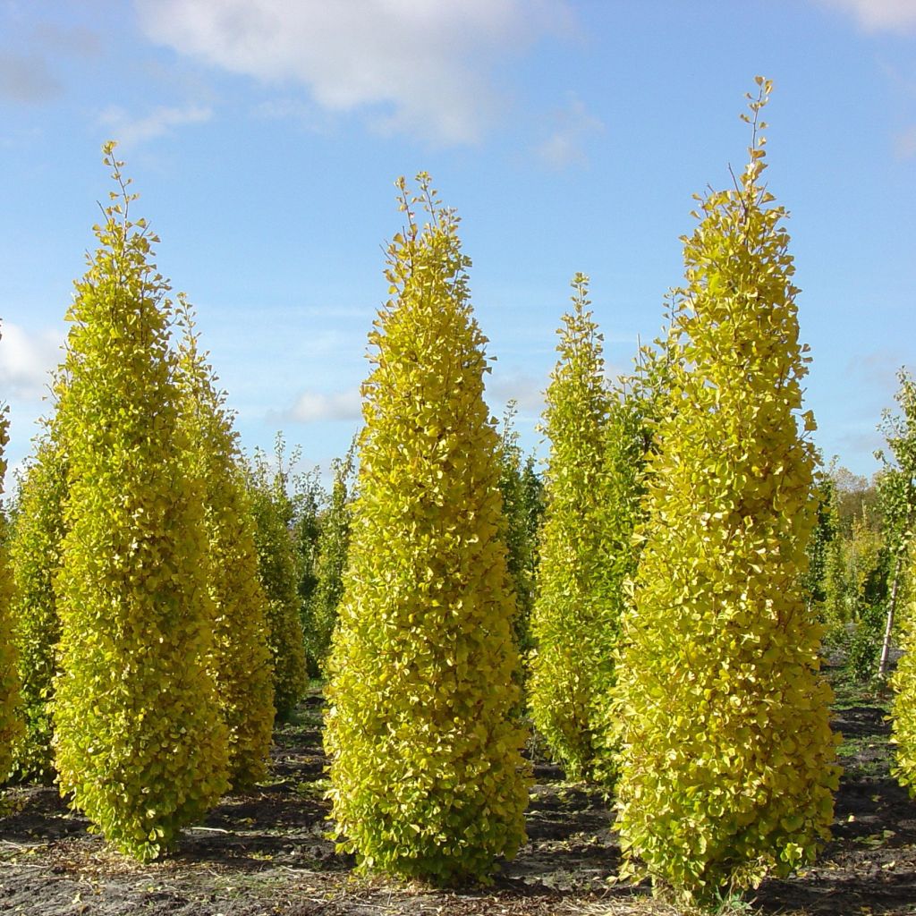 Ginkgo biloba Blagon - Fächerblattbaum