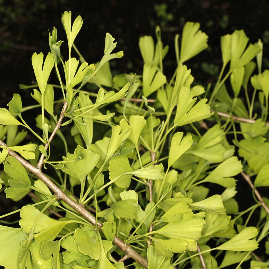 Ginkgo biloba Chotek - Fächerblattbaum