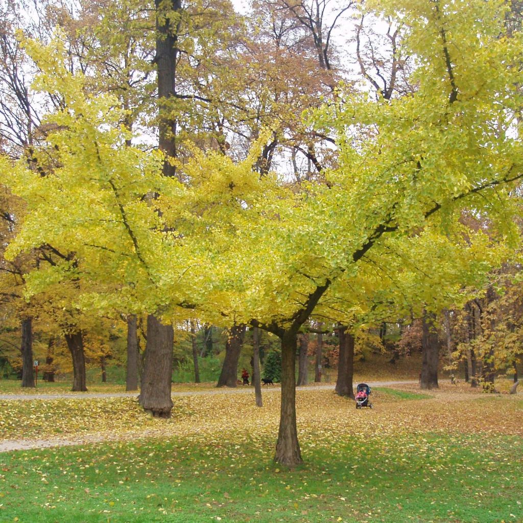 Ginkgo biloba Horizontalis