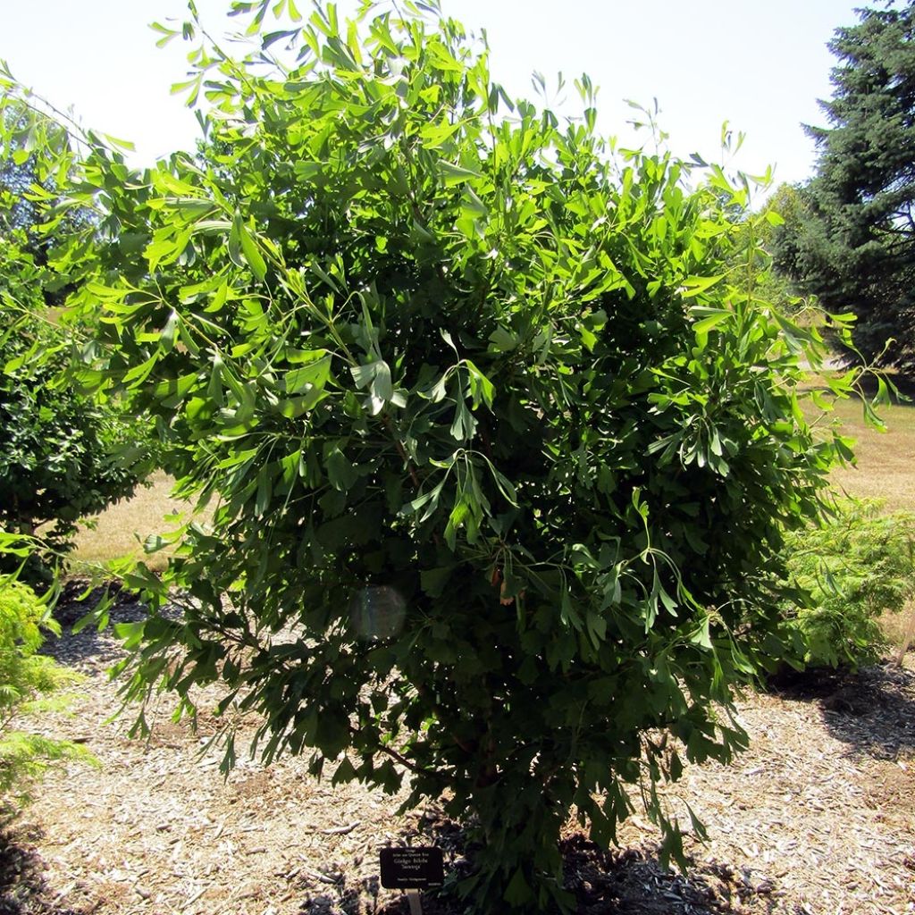 Ginkgo biloba Saratoga - Fächerblattbaum