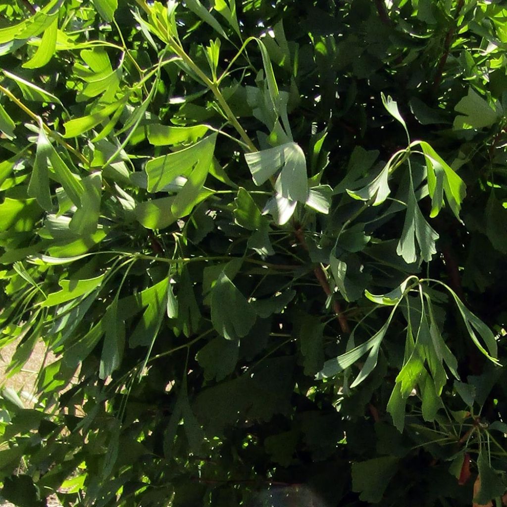 Ginkgo biloba Saratoga - Arbre aux quarante écus