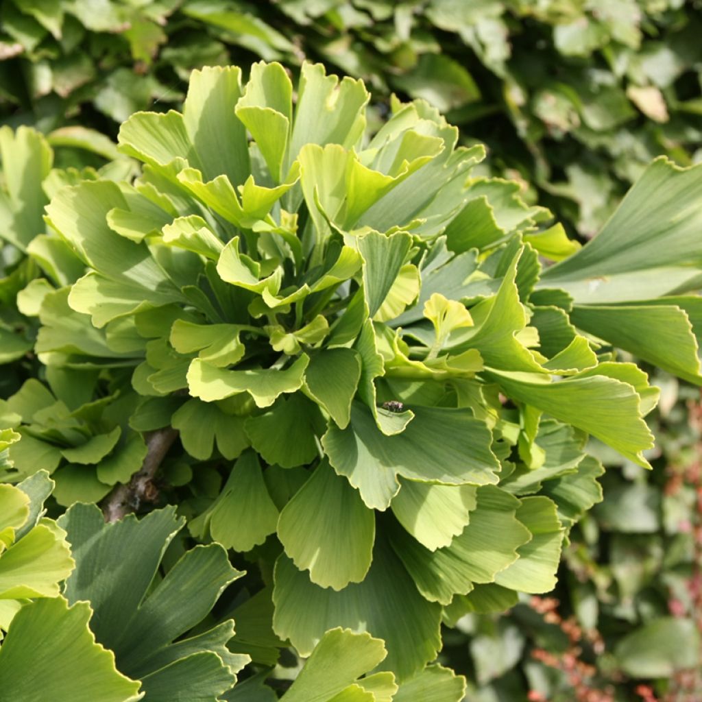 Ginkgo biloba Troll - Fächerblattbaum