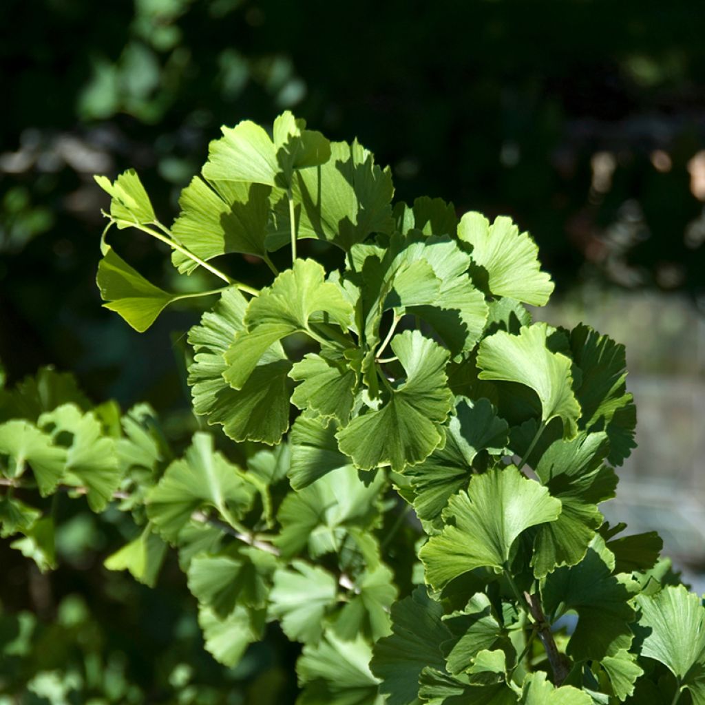 Ginkgo biloba Pendula - Fächerblattbaum