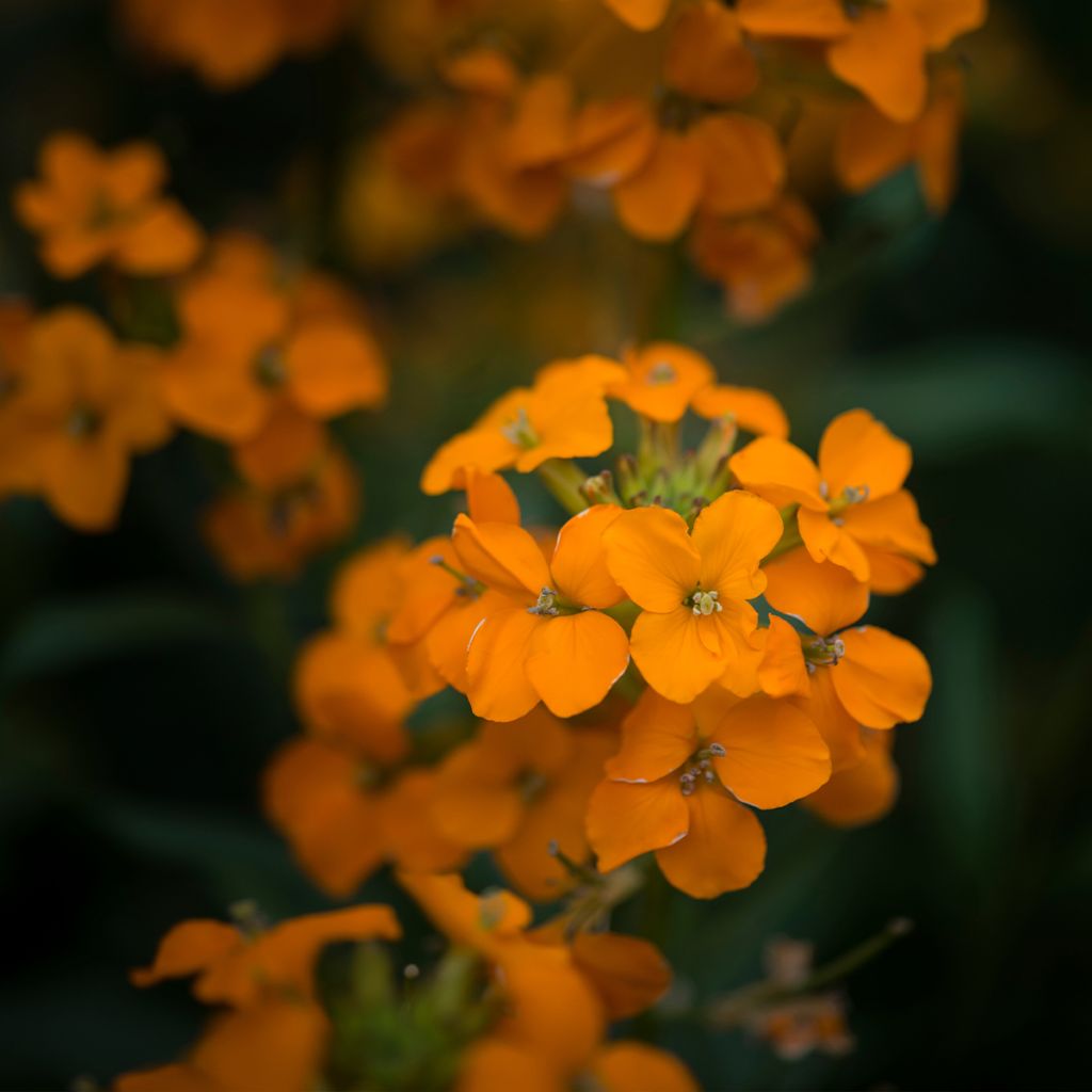 Garten-Goldlack Apricot Twist - Erysimum