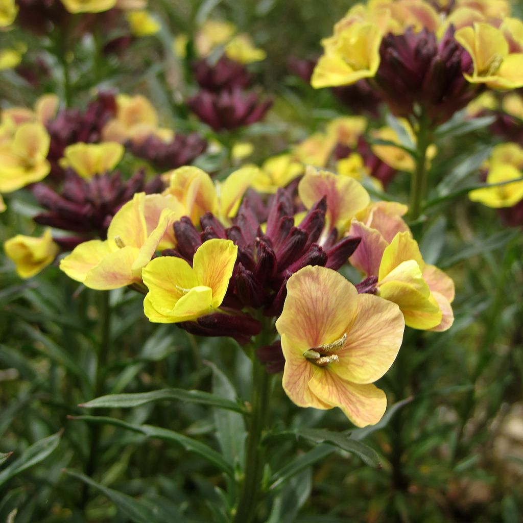 Garten-Goldlack John Codrington - Erysimum