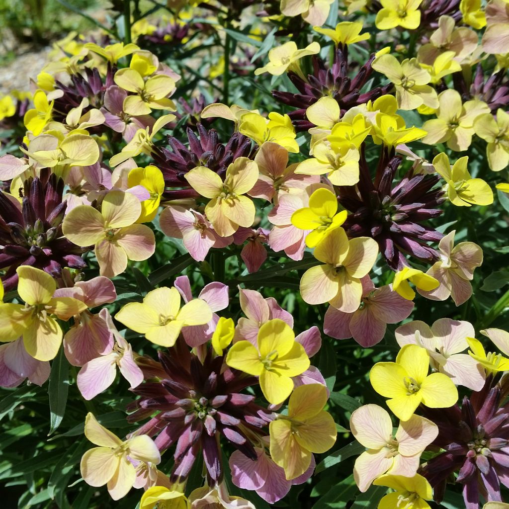 Giroflée, Erysimum John Codrington