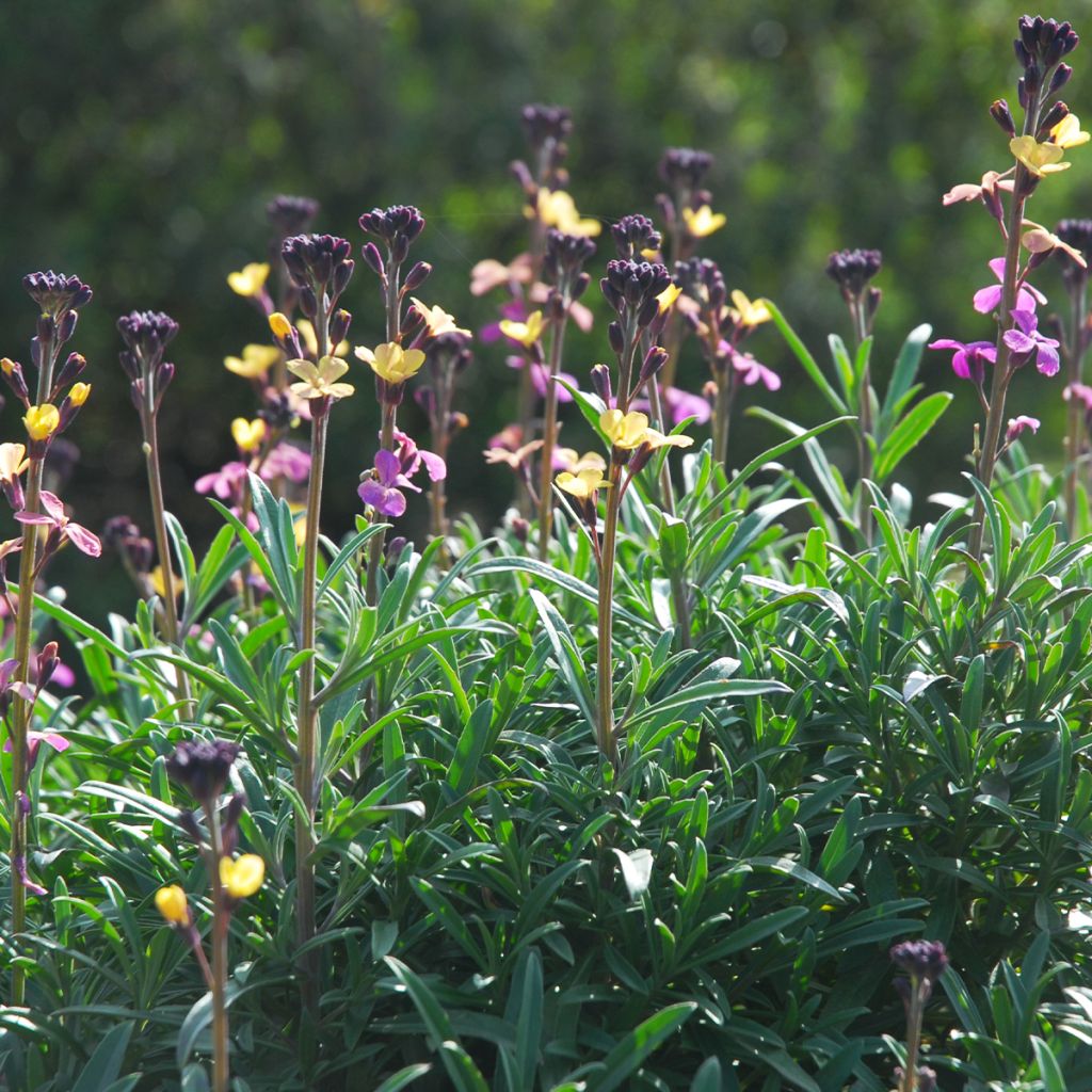 Garten-Goldlack - Erysimum mutabile