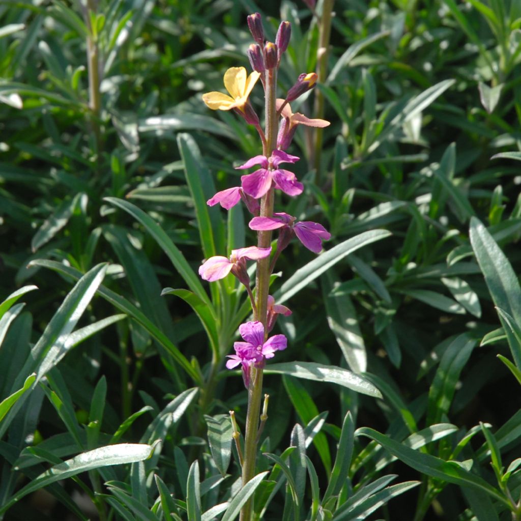 Giroflée, Erysimum mutabile