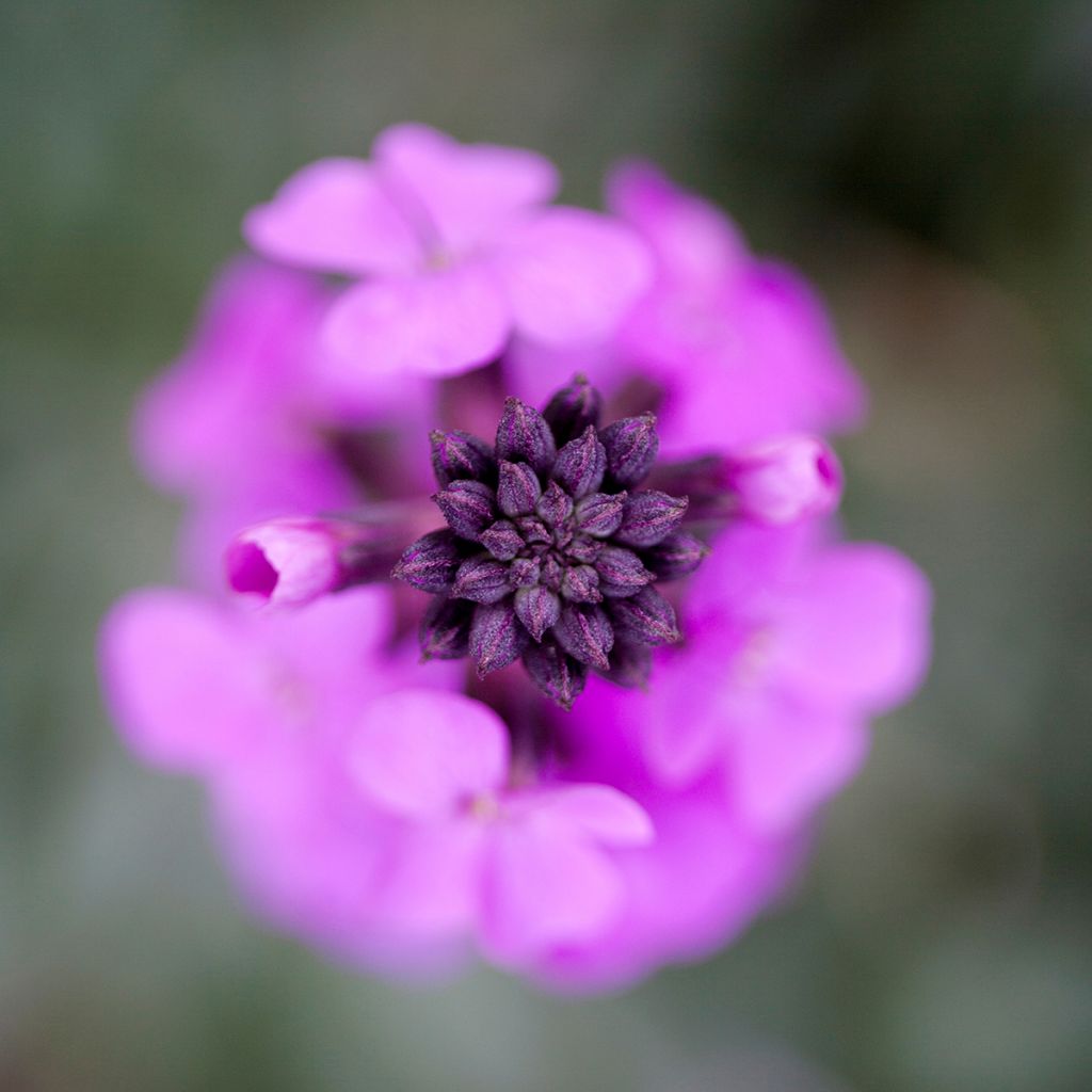 Garten-Goldlack Bowles Mauve - Erysimum