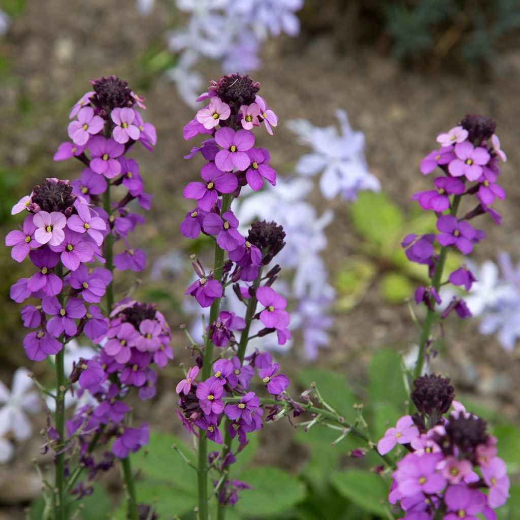 Garten-Goldlack Bowles Mauve - Erysimum